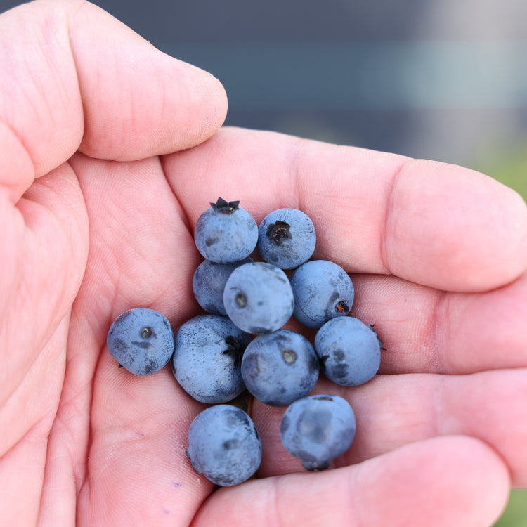 Blueberry Lowberry® Hello AGAIN® young plants