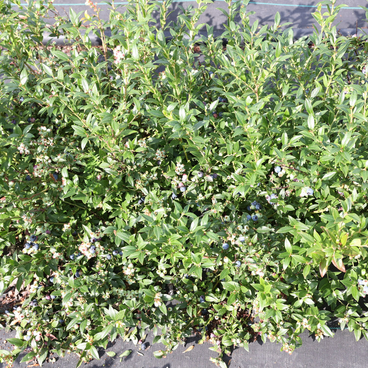 Blueberry Lowberry® Hello AGAIN® young plants