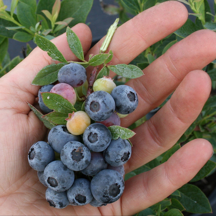 Blueberry Lowberry® 'Little Blue Wonder®' young plants