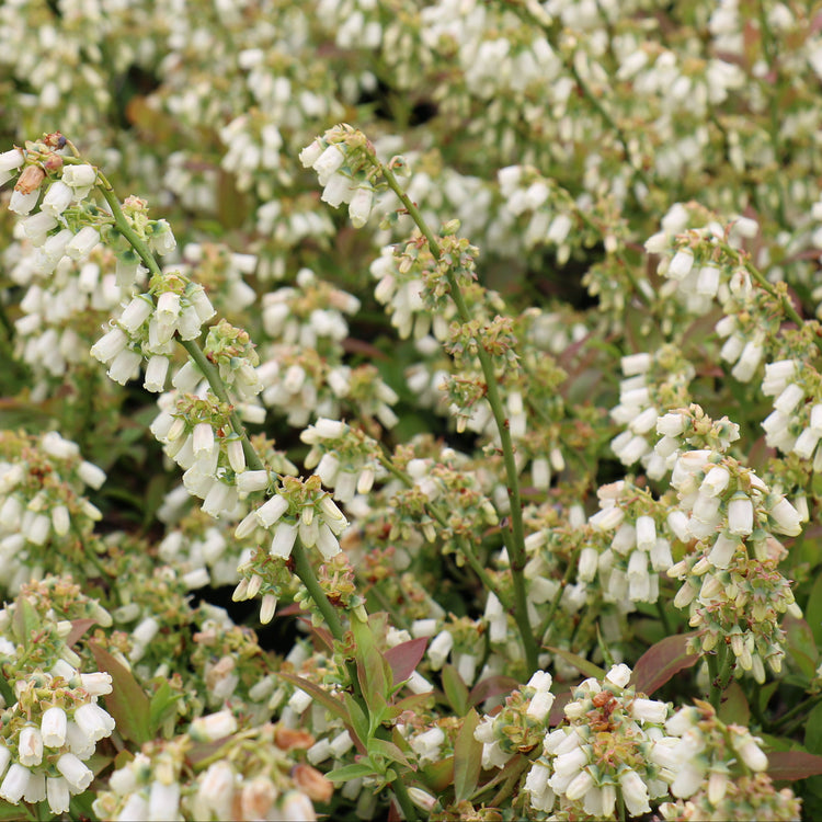 Blueberry Lowberry® 'Little Blue Wonder®' young plants