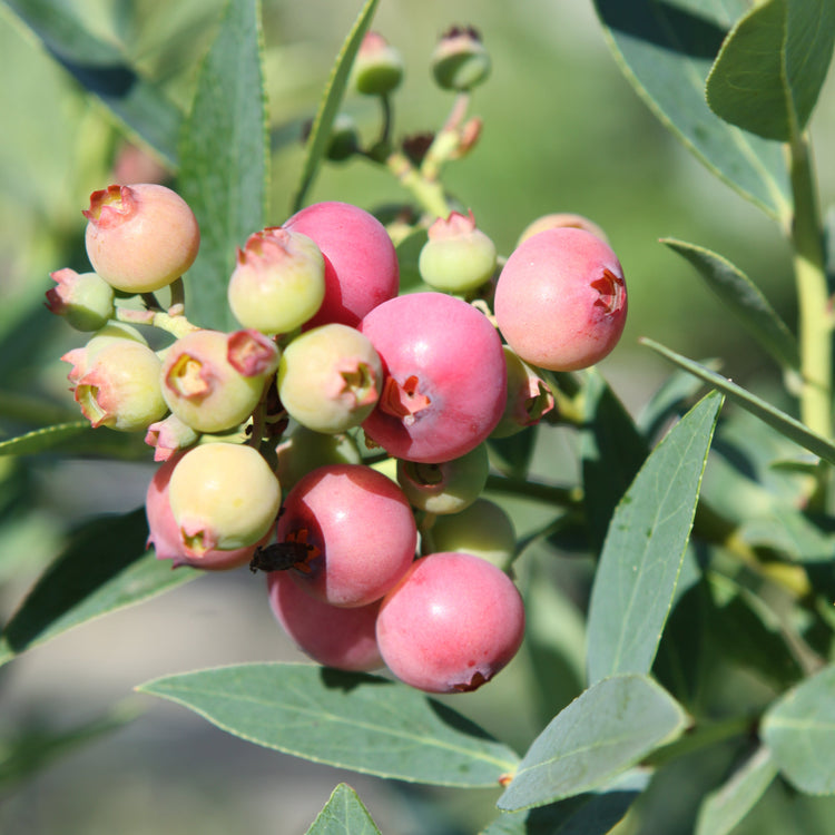 Heidelbeere 'Pink Lemonade'®-Jungpflanzen