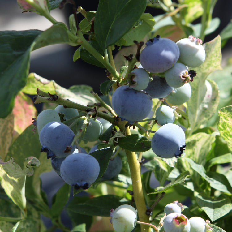 Heidelbeere 'Flamingo'-Jungpflanzen