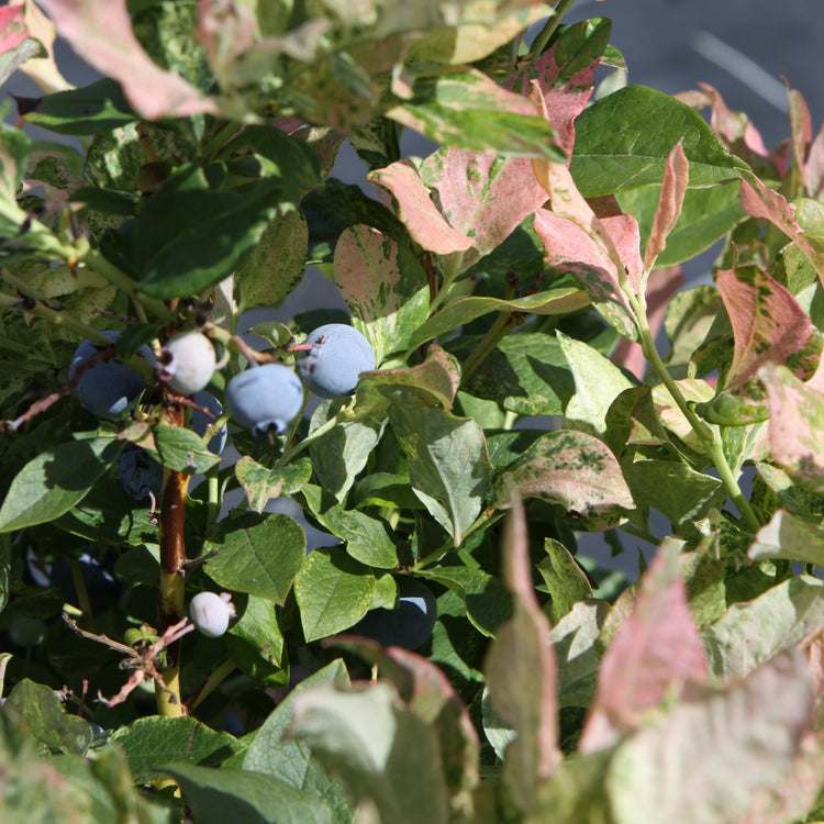 Heidelbeere 'Flamingo'-Jungpflanzen