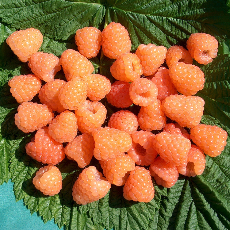 Raspberry 'Valentina®' young plants