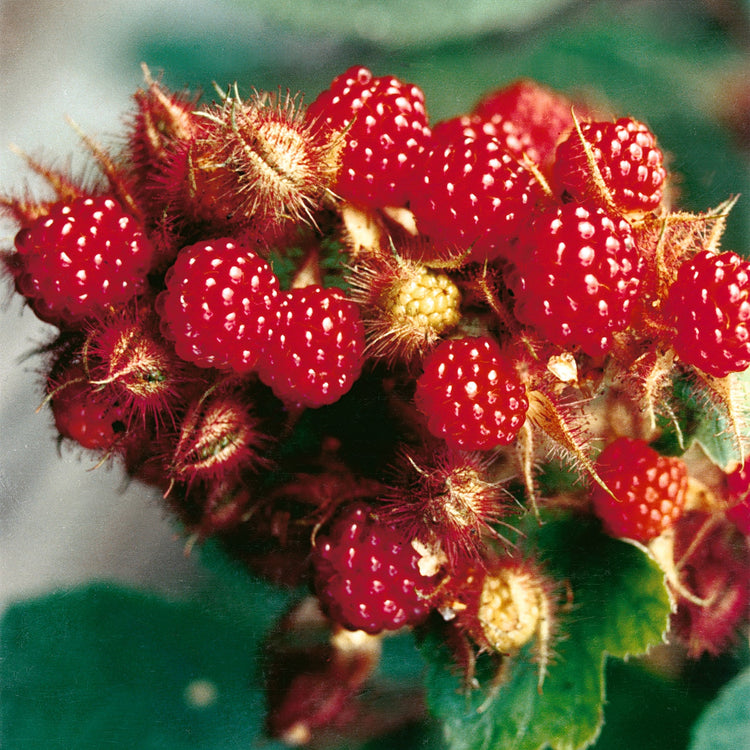 Japanese wineberry young plants