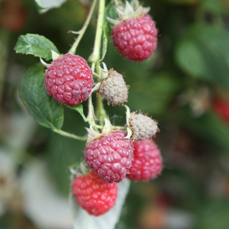 Raspberry 'Williamette' - young plant