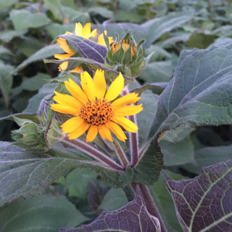 Yacon white young plants