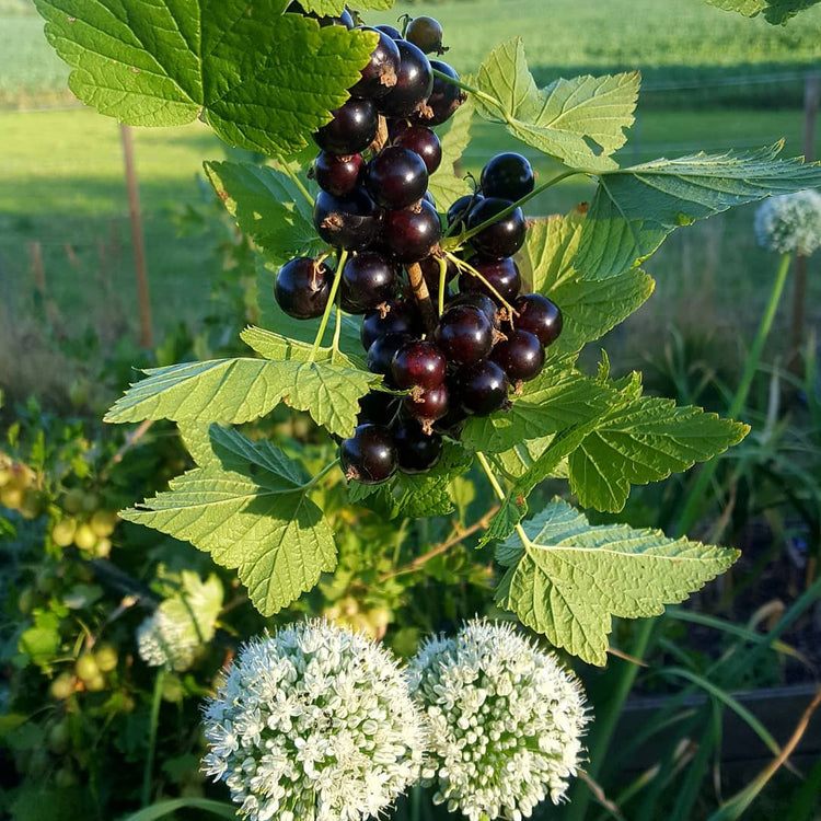 Blackcurrant Cassissima® 'Black Marble'® young plants