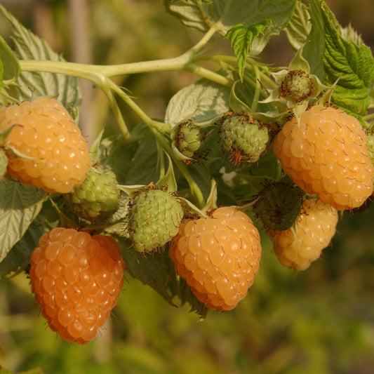 Raspberry Primeberry® 'Autumn Amber®' young plants