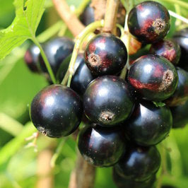 Blackcurrant Cassissima® 'Black Marble'® young plants