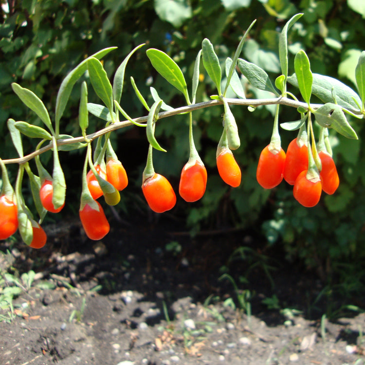 Goji 'Little Goji'® young plants