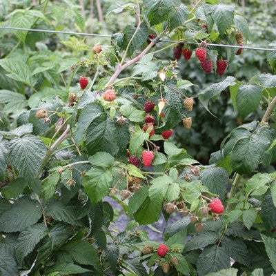 Raspberry Primeberry® 'Autumn Belle®' young plants