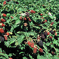 Blackberry hybrid 'Thornless Boysenberry' young plants