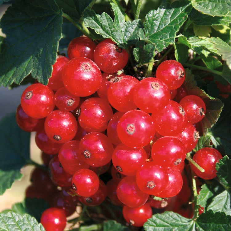 Rote Johannisbeere Ribest® 'Lisette'®-Jungpflanzen