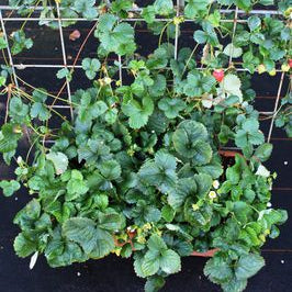 Strawberry Parfum® 'Freeclimber'® young plants
