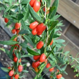 Goji 'Princess Tao' (FPW03-PBR-) young plants