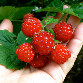 Blackberry hybrid 'Dorman Red' young plants