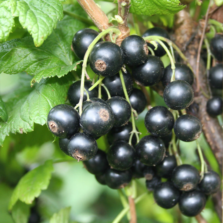 Blackcurrant Lowberry® 'Little Black Sugar®' young plants