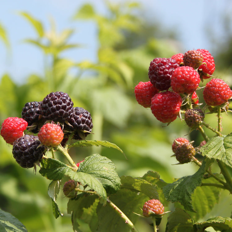 Himbeere 'Black Jewel' - Jungpflanze