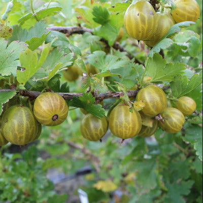 Stachelbeere Crispa® Goldling®-Jungpflanzen