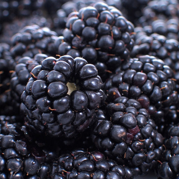 Brombeere 'Triple Crown'-Jungpflanzen