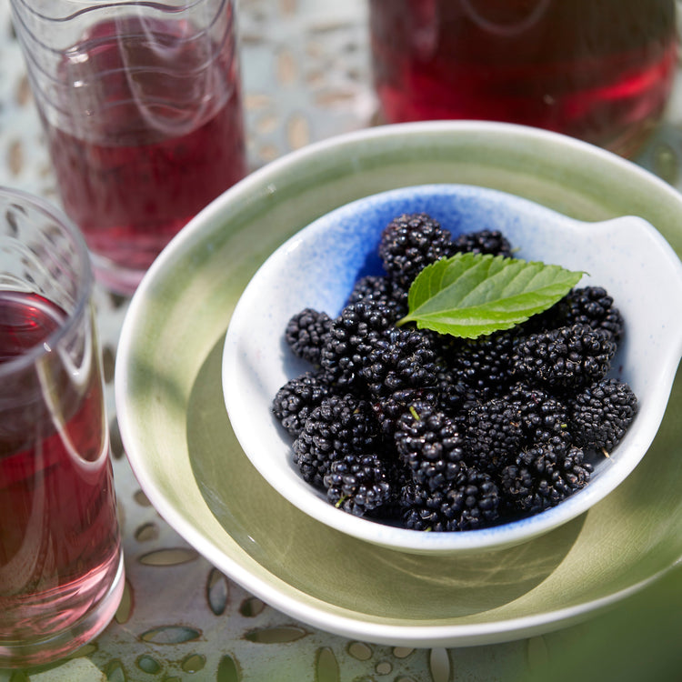 Mulberry 'Mojo Berry'® - young plants