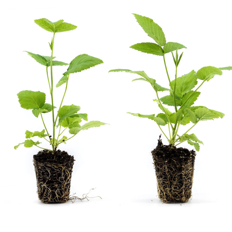 Raspberry 'Sweetleaf®' young plants