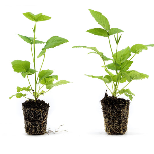 Raspberry Salmonberry 'Olympic Double' young plants