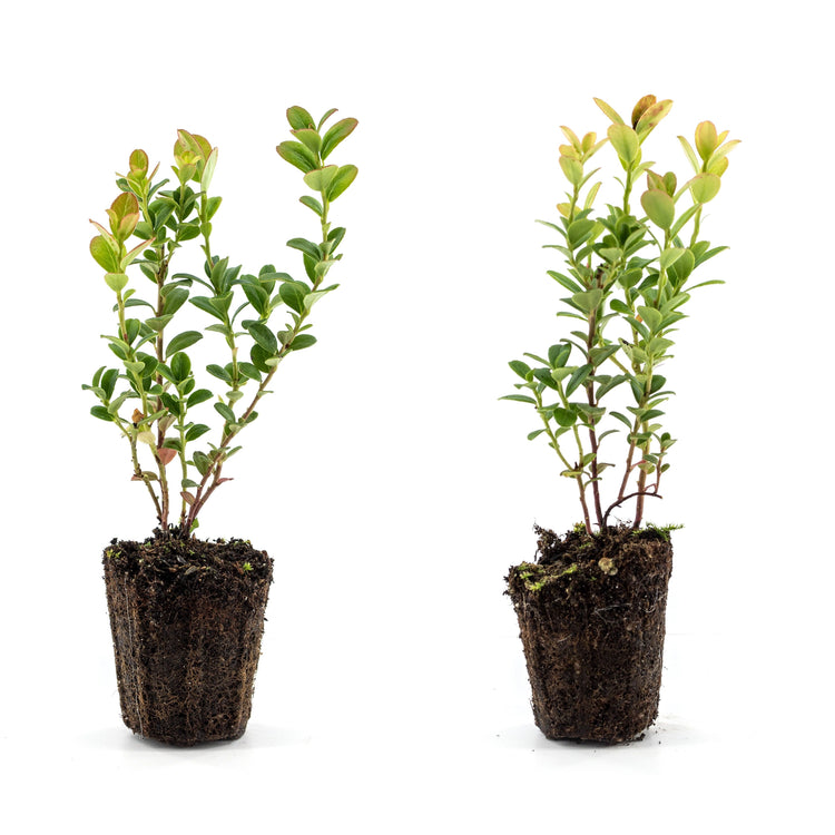 Preiselbeere 'Fireballs'®-Jungpflanzen