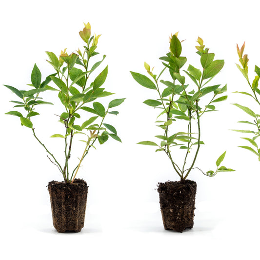 Blueberry 'Flamingo' young plants