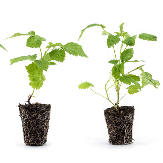 Schlaraffia® raspberry 'Golddigger®' young plants