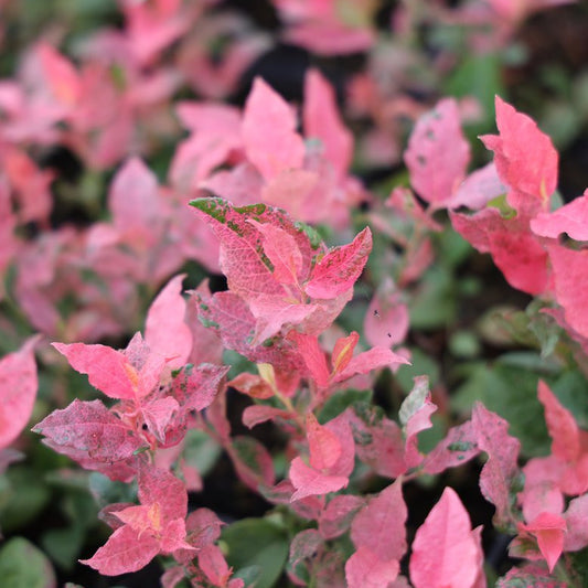 Blueberry 'Flamingo' young plants