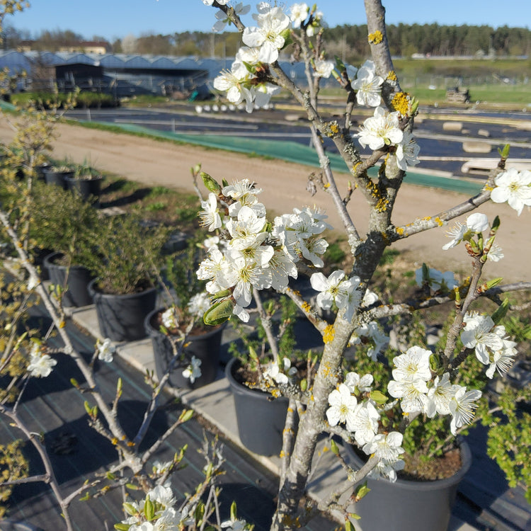 Wild Plum 'Pogauner' seedlings