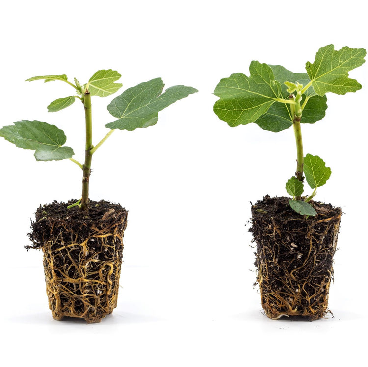 Fig Gustis® Twotimer® young plants