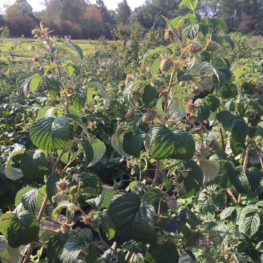 Raspberry Twotimer® 'Allyouneed®' young plants