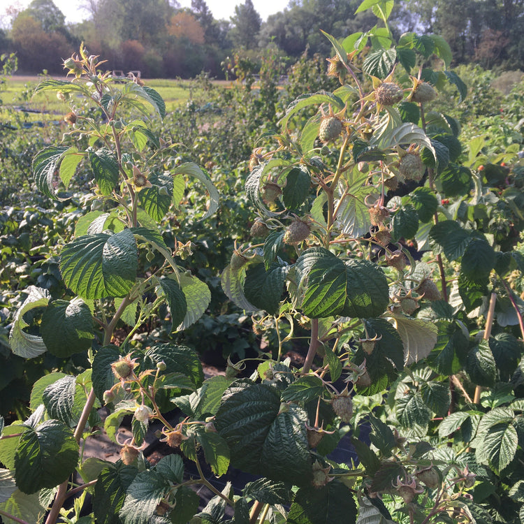 Raspberry Twotimer® 'Allyouneed®' young plants
