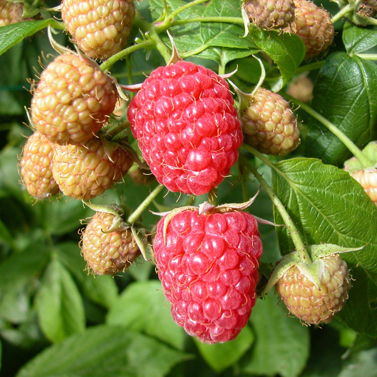 Raspberry 'Aroma Queen®' - young plants