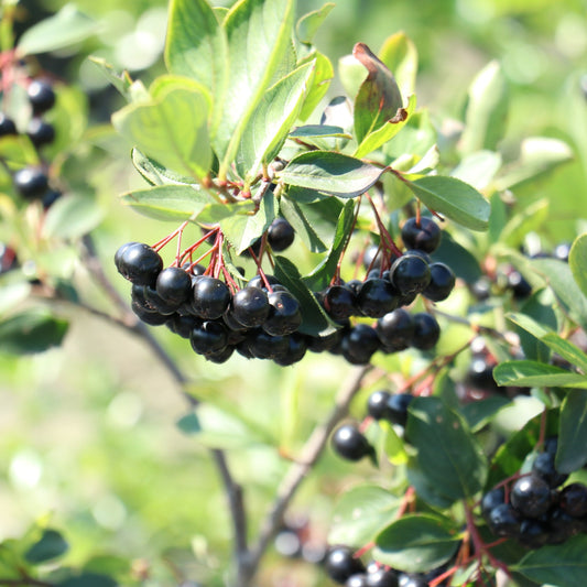 Aronia x prunifolia 'Little Helpers' – die kompaktwachsende Apfelbeere