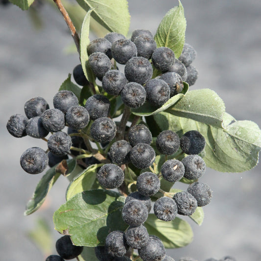 Aronia melanocarpa 'Rubina' – Zierde von der Blüte bis zur Herbstfärbung