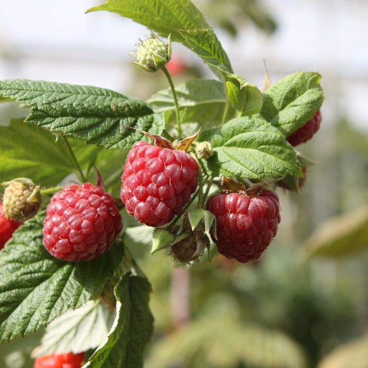 Raspberry 'Autumn Bliss' - young plants