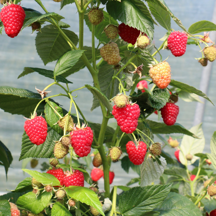 Raspberry Primeberry® 'Autumn Chef®' young plants