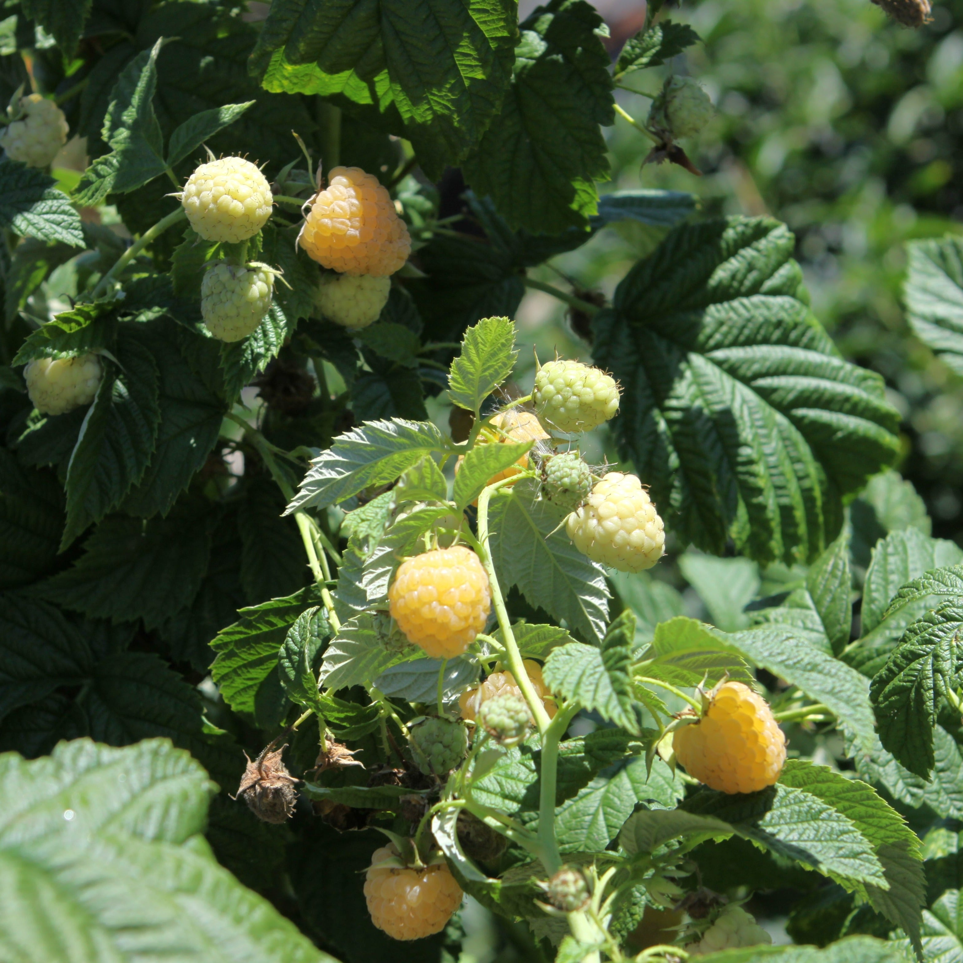 Raspberry Primeberry® 'Autumn Sun®' young plants
