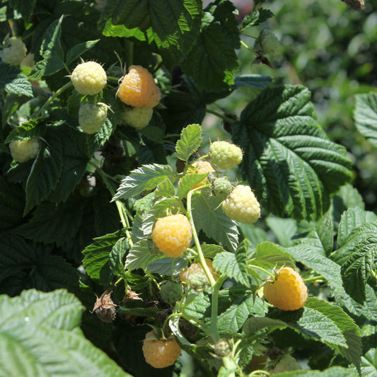 Raspberry Primeberry® 'Autumn Sun®' young plants