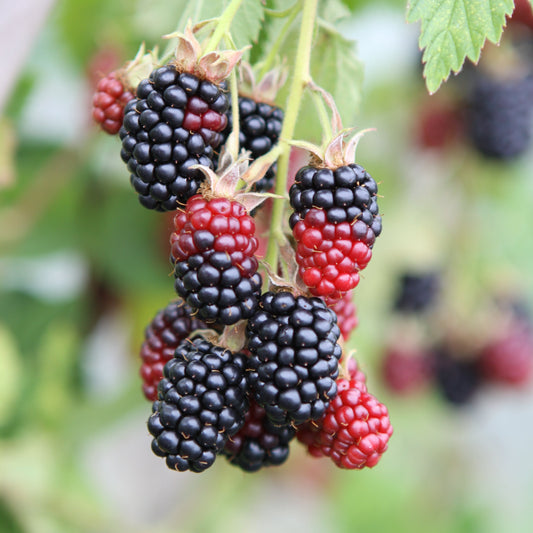 Blackberry 'Black Satin' young plants