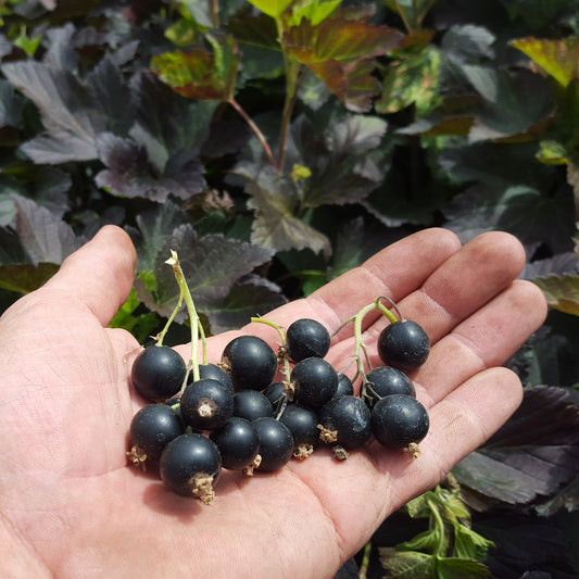 Schwarze rotblättrige Johannisbeere Blackn'n'Red® 'Premiere'®-Jungpflanzen