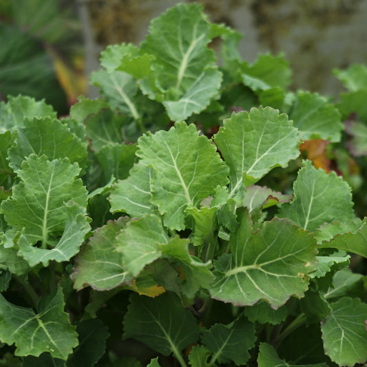 Baumkohl 'Daubenton's Green'-Jungpflanzen