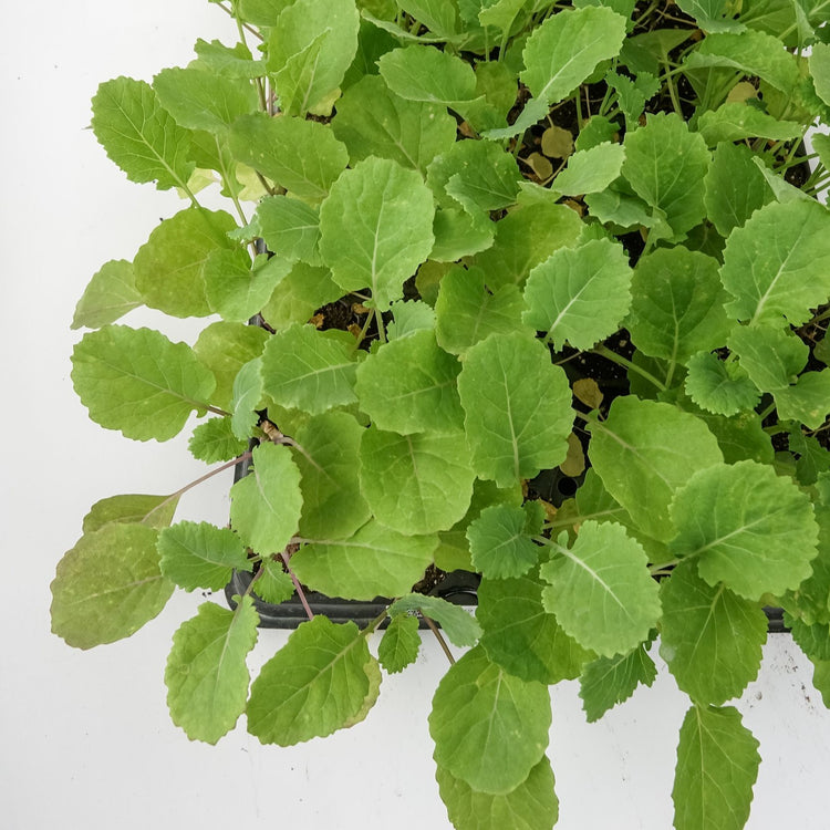 Baumkohl 'Daubenton's Green'-Jungpflanzen