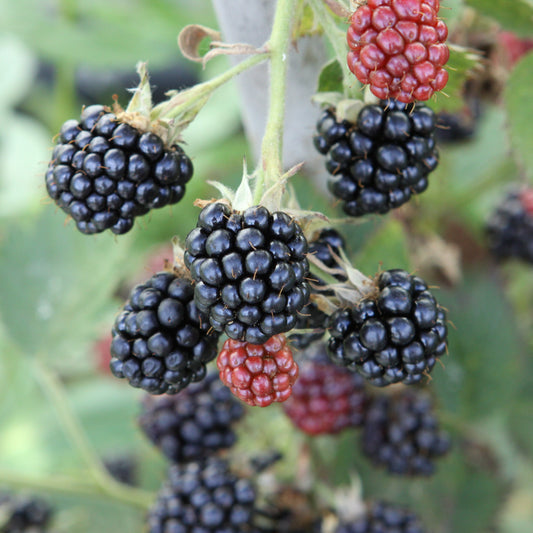 Blackberry 'Loch Maree' young plants