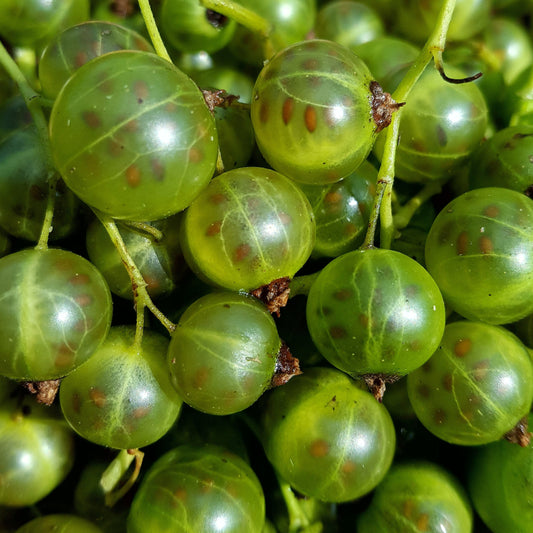 Green Blackcurrant Cassissima® 'Greenlife' young plants