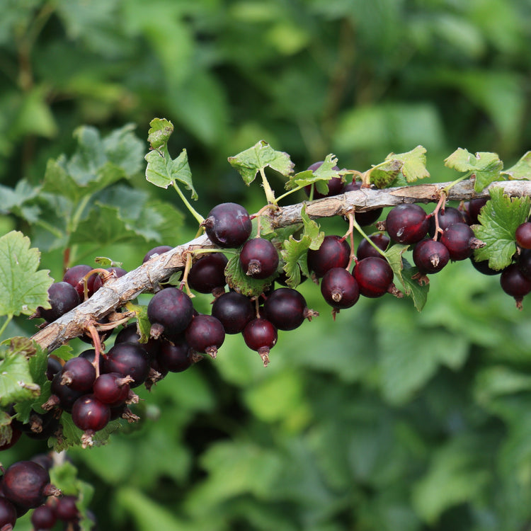 Jostabeere Confi®Beere Jofruity® - young plants